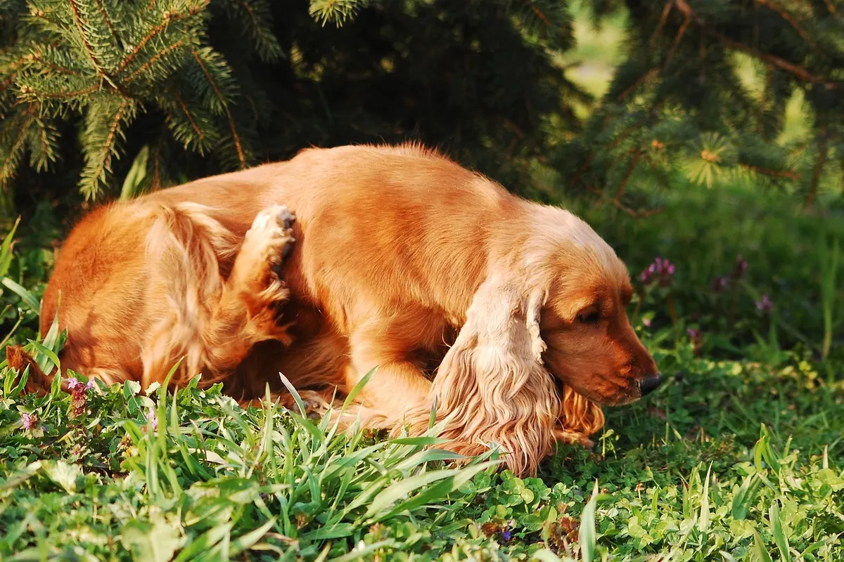 Ein rotbrauner Cocker Spaniel liegt im Gras und kratzt sich mit der Hinterpfote.
