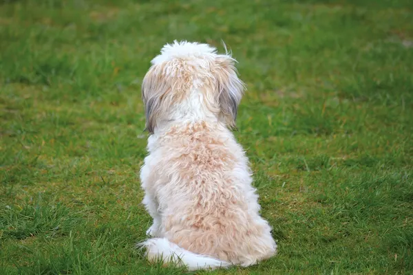 Ein hellbeiger, langhaariger Hund sitzt von hinten gesehen auf einer Wiese.