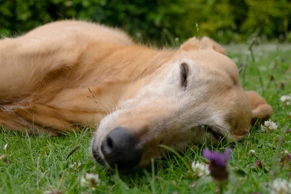 Ein hellbrauner Hund liegt entspannt auf der Seite im Gras und schläft.