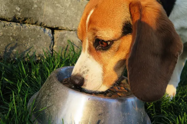 Ein Beagle frisst draußen aus einem gefüllten Edelstahlnapf.