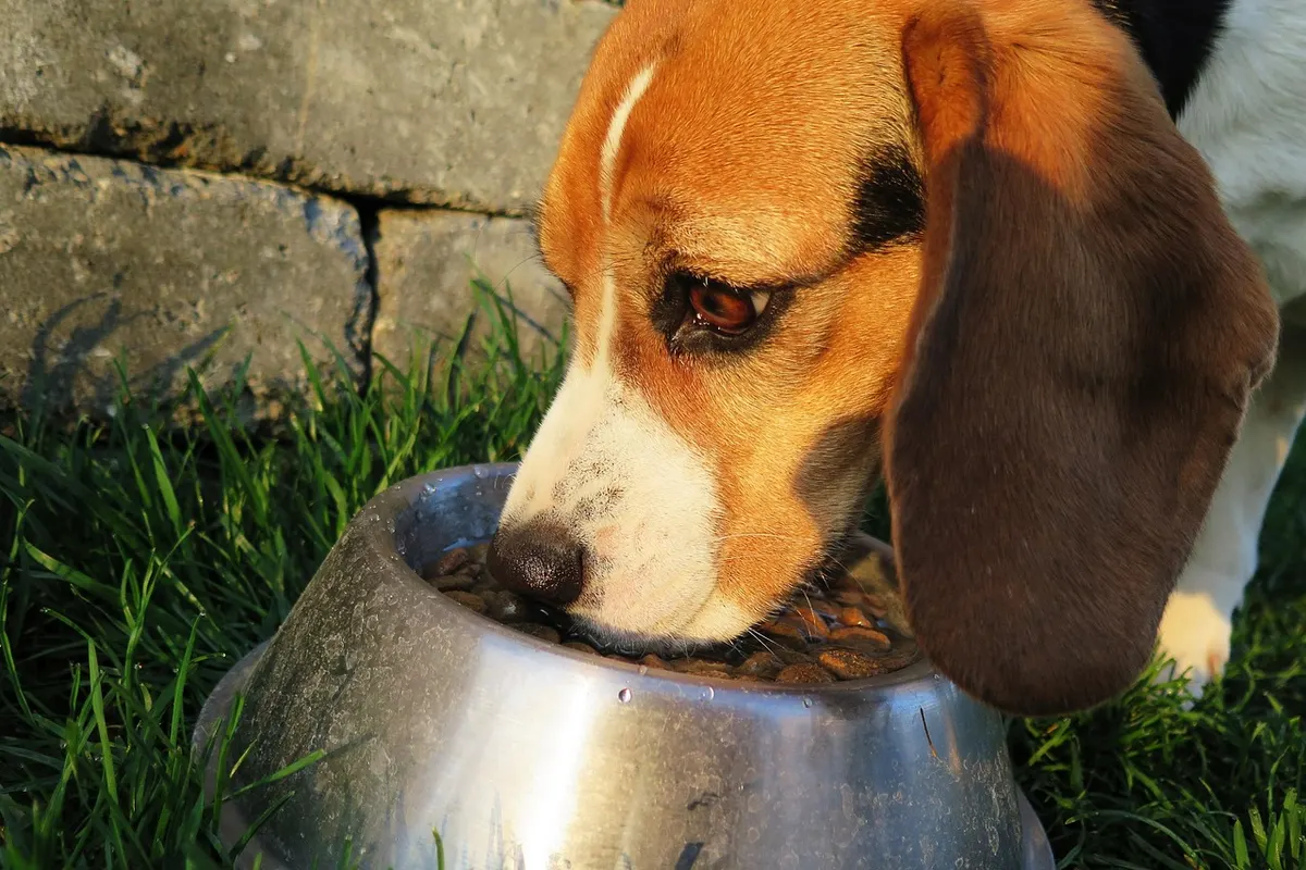 Ein Beagle frisst draußen aus einem gefüllten Edelstahlnapf.