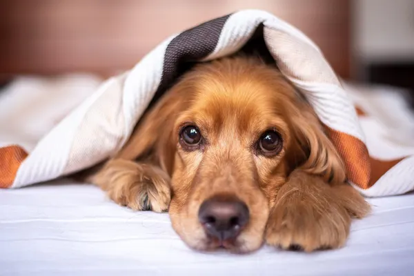 Ein Cocker Spaniel liegt ruhig unter einer Decke und schaut etwas matt.