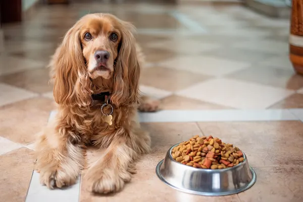 Ein Cocker Spaniel liegt auf Fliesenboden neben einem gefüllten Futternapf.