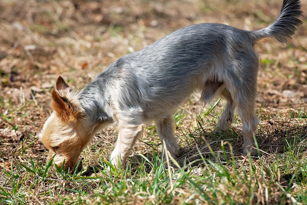 Ein kleiner Terrier frisst auf einer Wiese an Grashalmen.