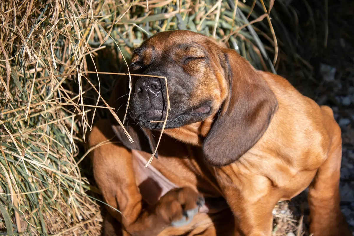 Ein junger brauner Hund kratzt sich mit der Hinterpfote am Kopf hinter dem Ohr.