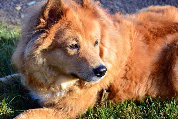Ein rotbrauner, langhaariger Hund liegt ruhig im Gras und blickt zur Seite.