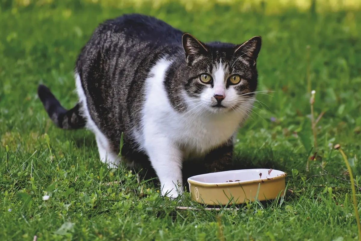 Eine getigerte Katze steht im Gras neben ihrem Napf und schaut skeptisch.