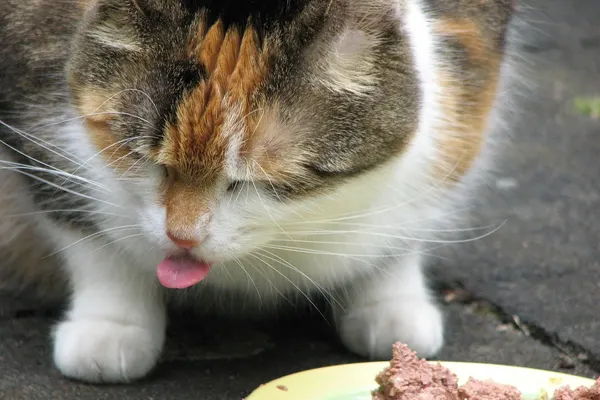 Eine dreifarbige Katze frisst Nassfutter von einem Teller.