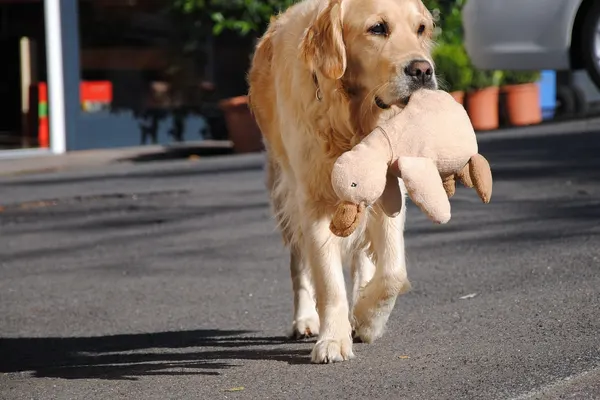 Ein Golden Retriever trägt ein Plüschtier im Maul.
