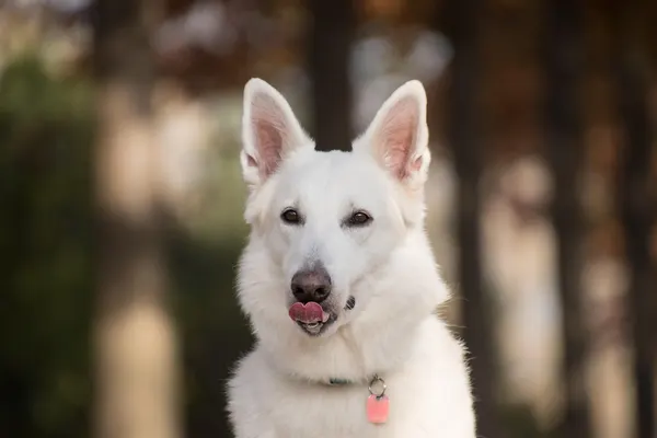 Ein weißer Schäferhund leckt sich mit der Zunge über die Lefzen.