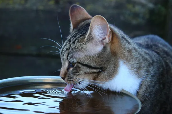 Eine getigerte Katze trinkt Wasser aus einer flachen Schale.