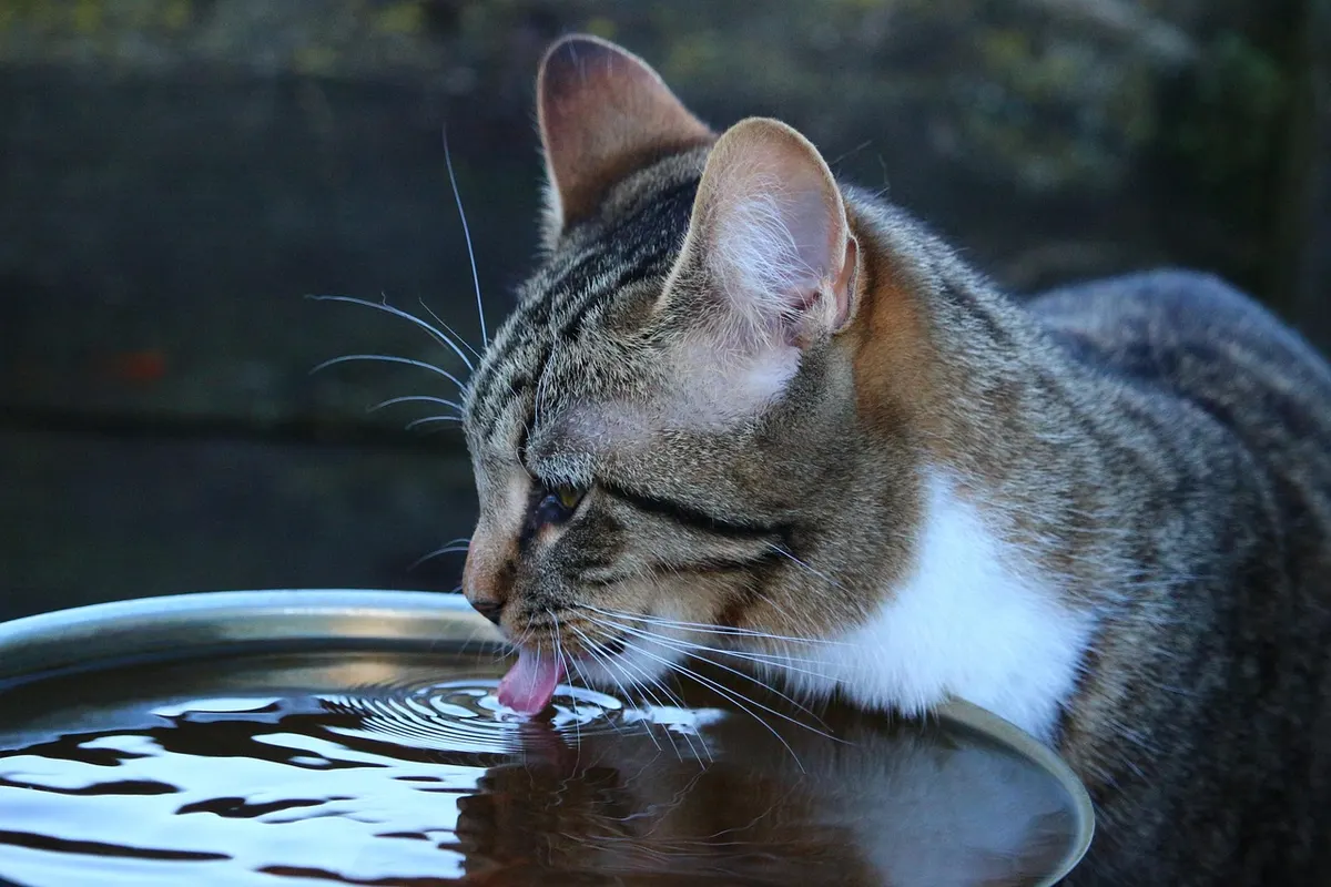 Eine getigerte Katze trinkt Wasser aus einer flachen Schale.