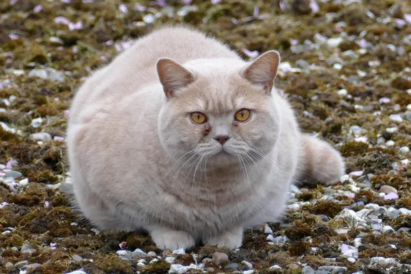Eine rundliche cremefarbene Britisch-Kurzhaar-Katze liegt draußen auf dem Boden.