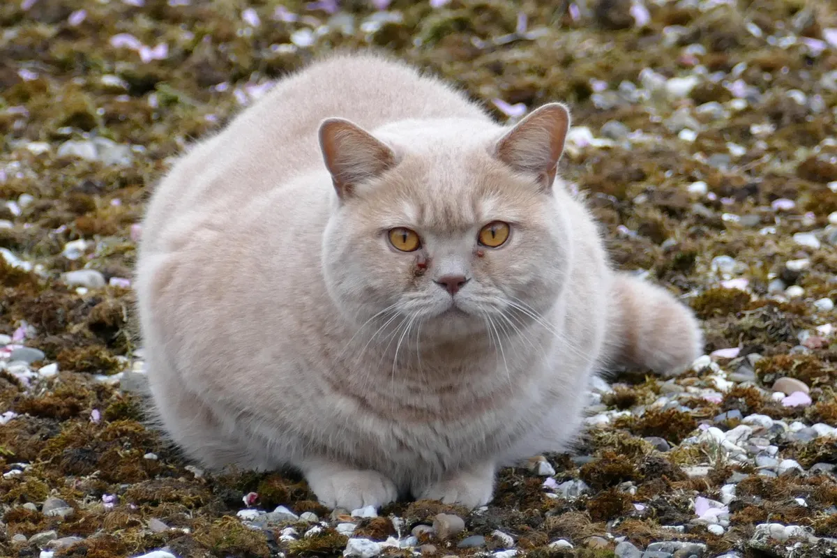 Eine rundliche cremefarbene Britisch-Kurzhaar-Katze liegt draußen auf dem Boden.