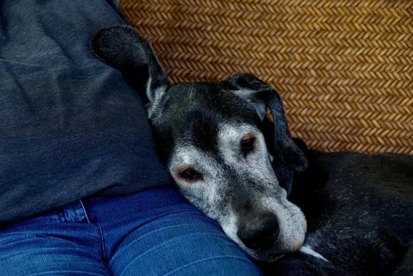 Ein alter, an der Schnauze ergrauter Hund lehnt sich ruhig an seinen Menschen.