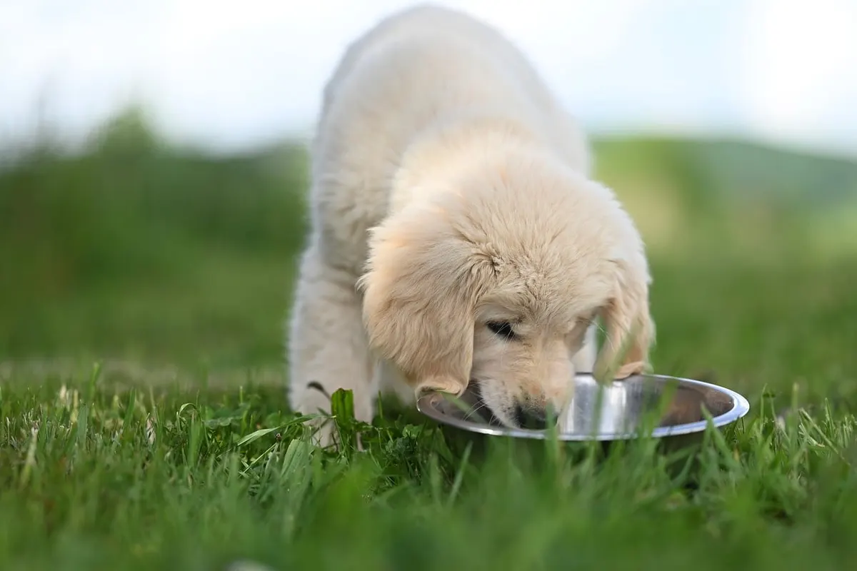 Ein Golden-Retriever-Welpe frisst auf der Wiese aus einem Metallnapf.