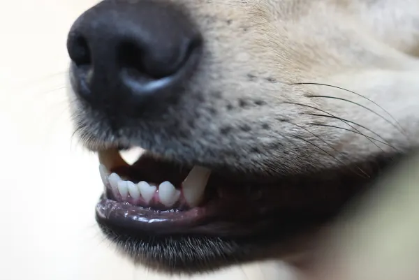 Nahaufnahme einer Hundeschnauze mit sichtbaren Zähnen.