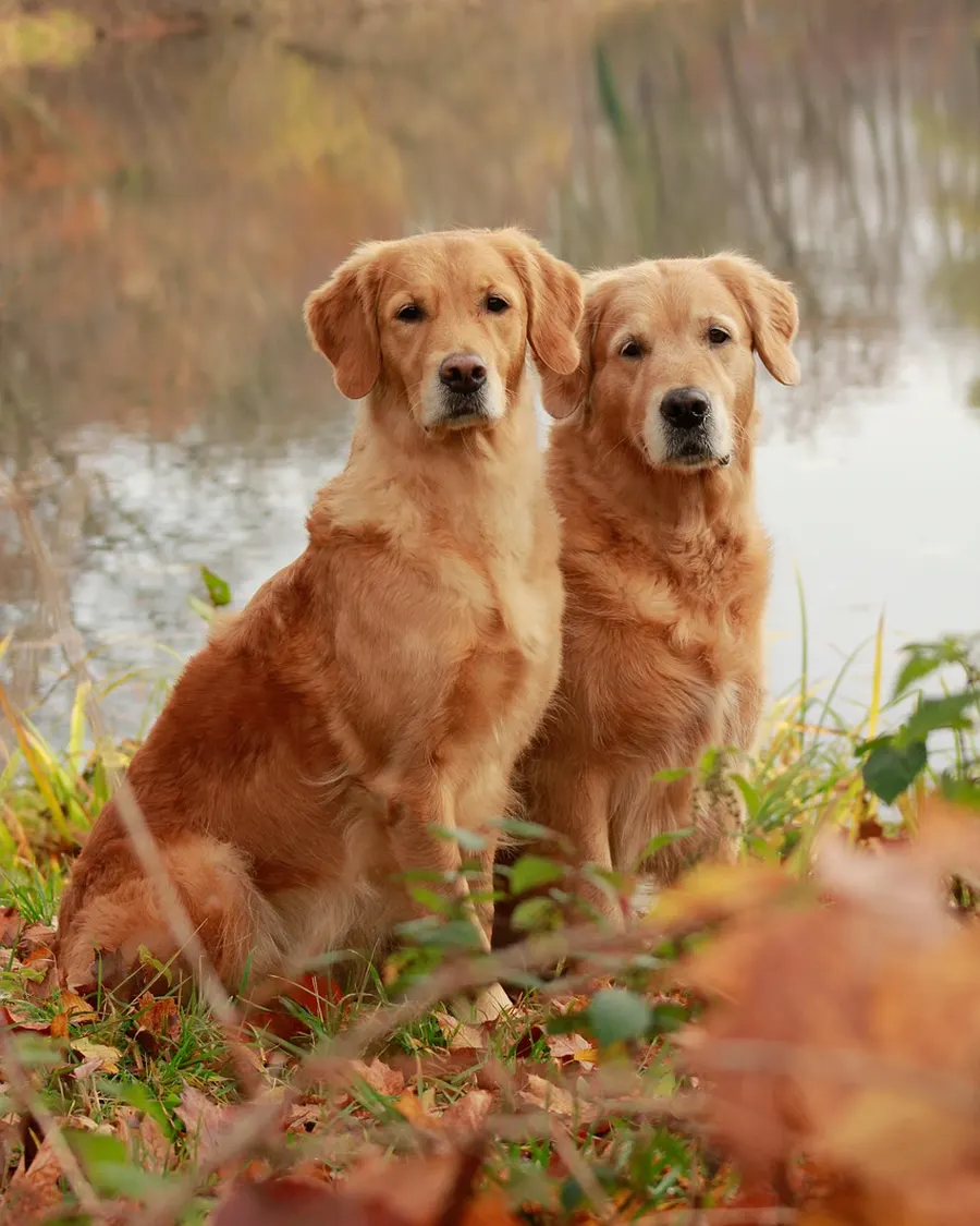 Zwei Golden Retriever sitzen nebeneinander im herbstlichen Laub